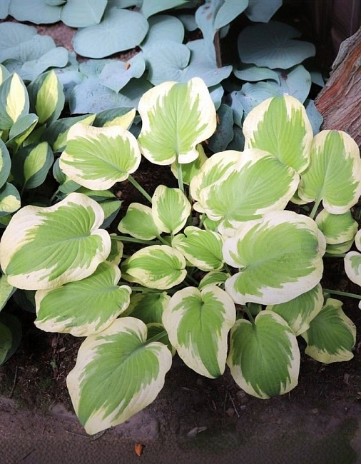 Хоста Дельта Дон